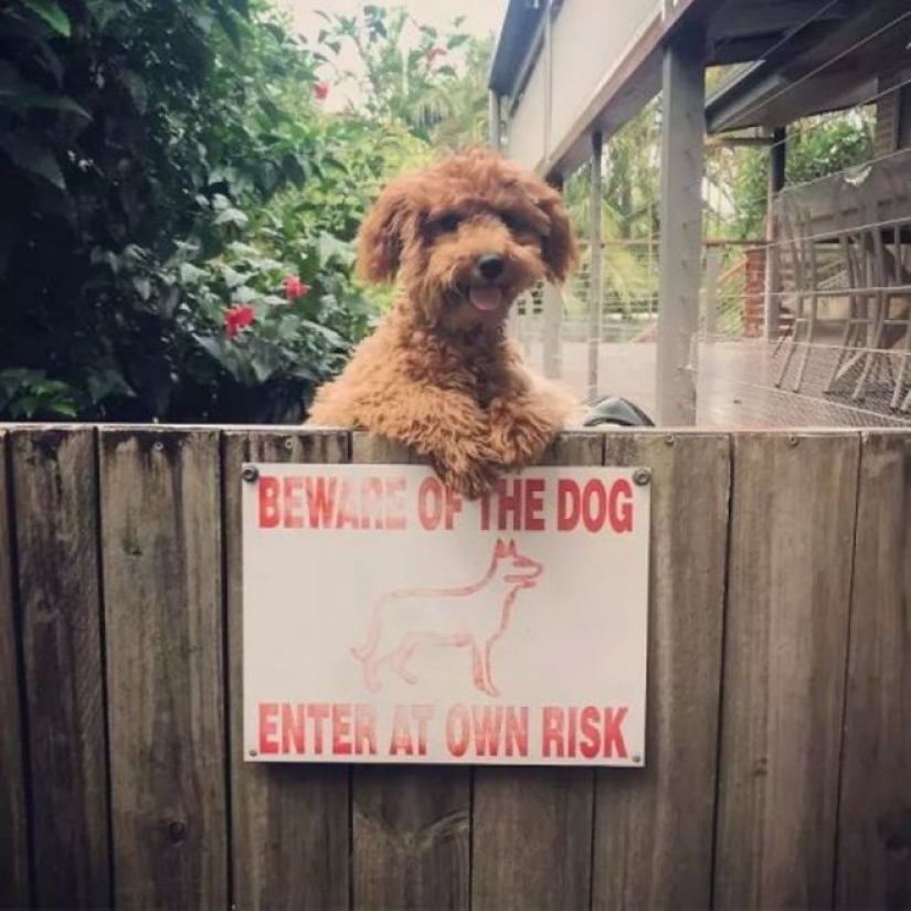 22 portions of kindness and sweetness that are hidden behind the "evil dog"signs