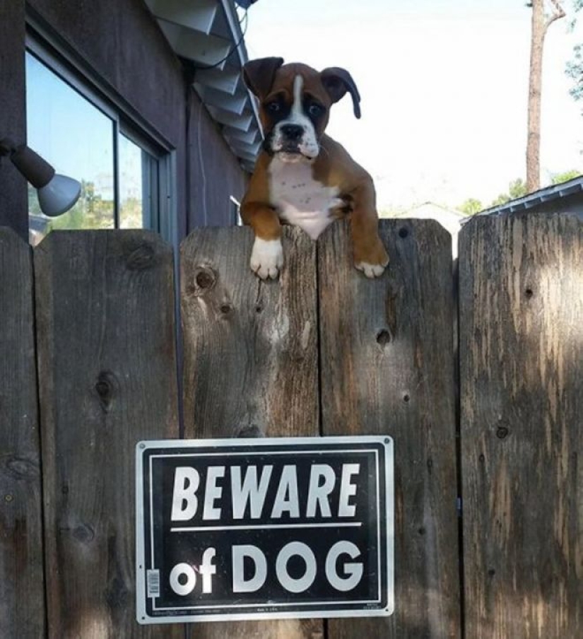 22 portions of kindness and sweetness that are hidden behind the "evil dog"signs