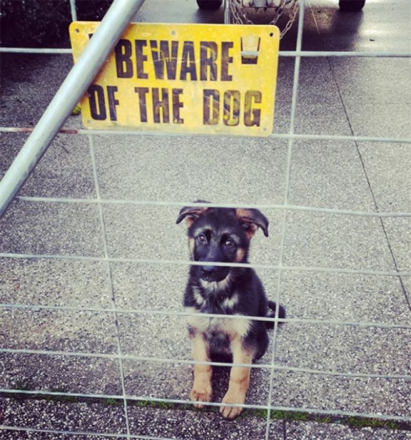 22 portions of kindness and sweetness that are hidden behind the "evil dog"signs