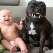 22 proofs that no child should grow up without a pet