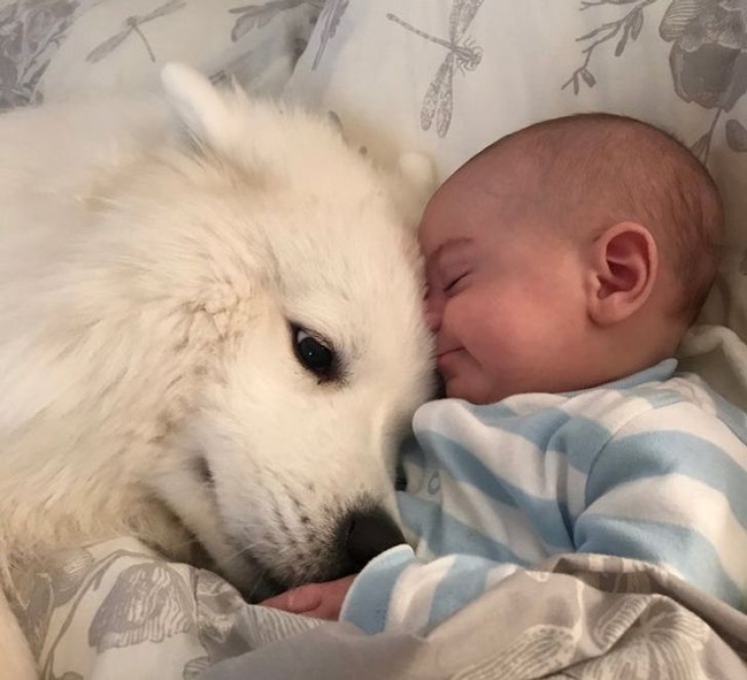 22 proofs that no child should grow up without a pet