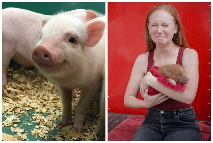 22 proofs that pigs can be incredibly cute too