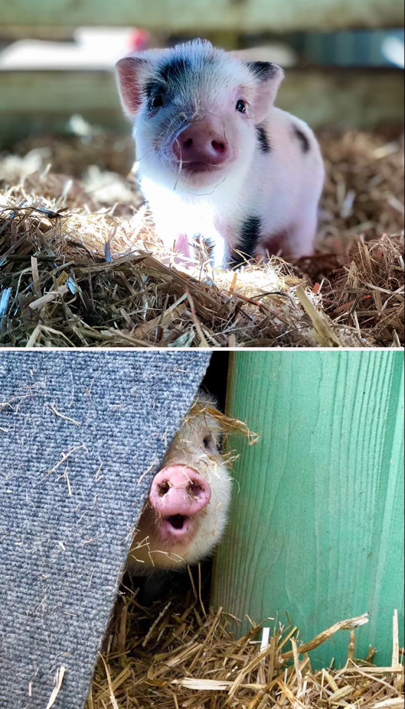 22 proofs that pigs can be incredibly cute too