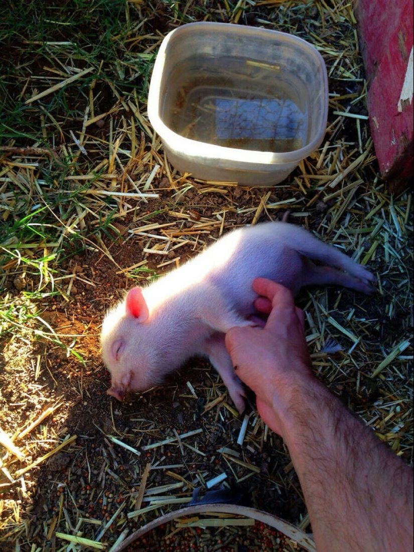 22 proofs that pigs can be incredibly cute too