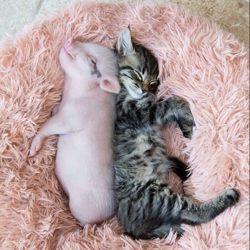 22 proofs that pigs can be incredibly cute too