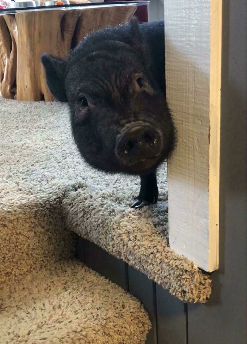 22 proofs that pigs can be incredibly cute too