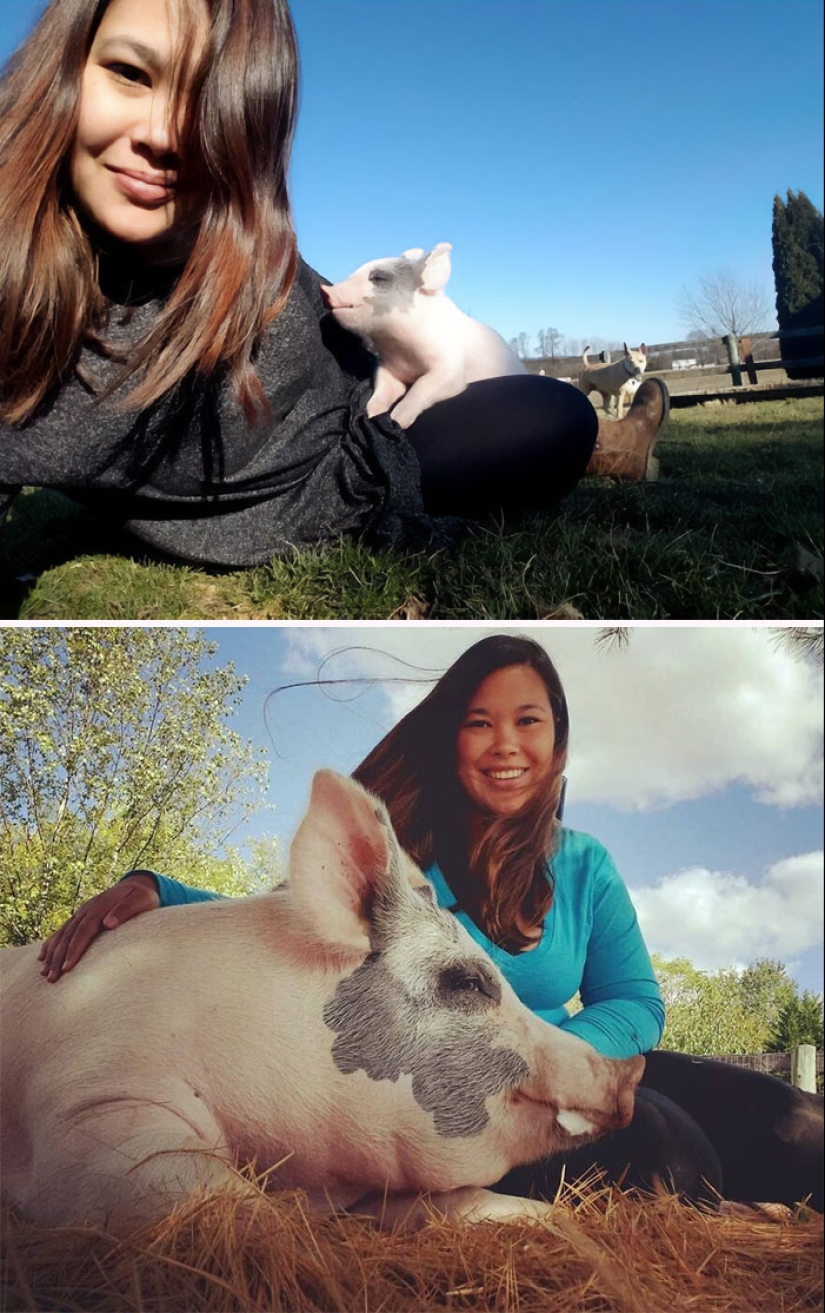 22 proofs that pigs can be incredibly cute too