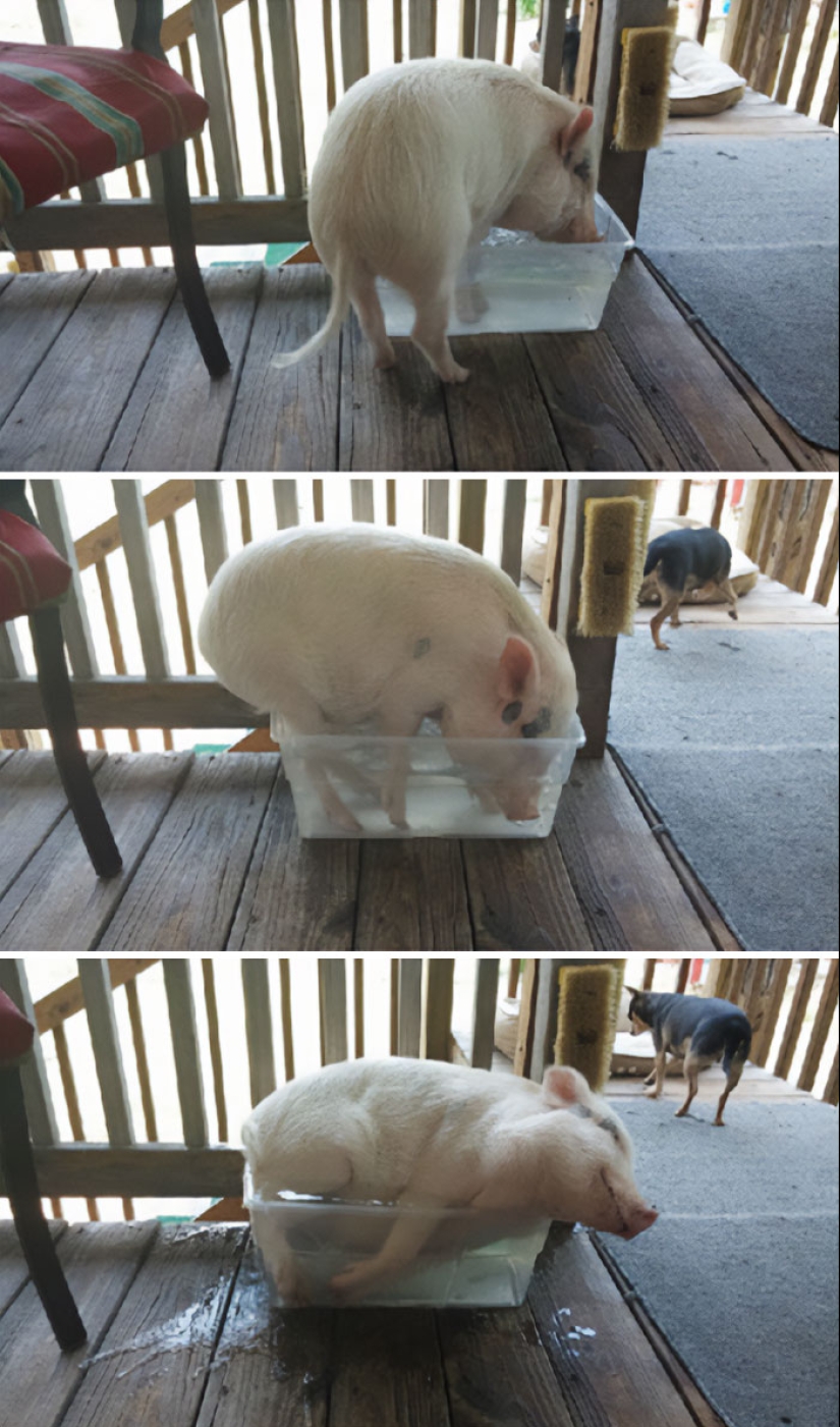 22 proofs that pigs can be incredibly cute too