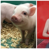22 proofs that pigs can be incredibly cute too