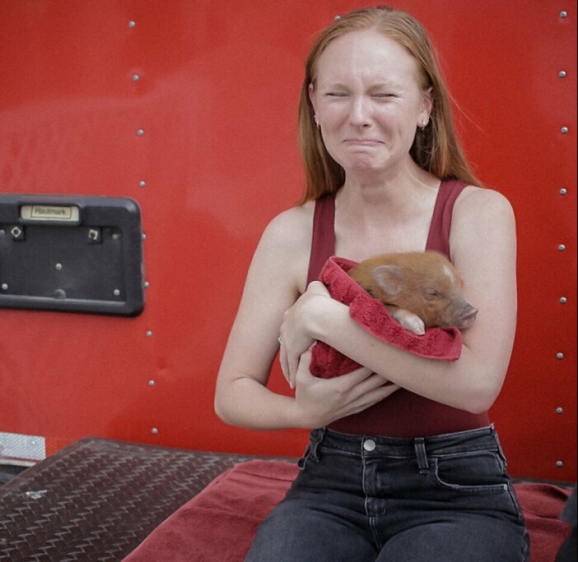 22 proofs that pigs can be incredibly cute too