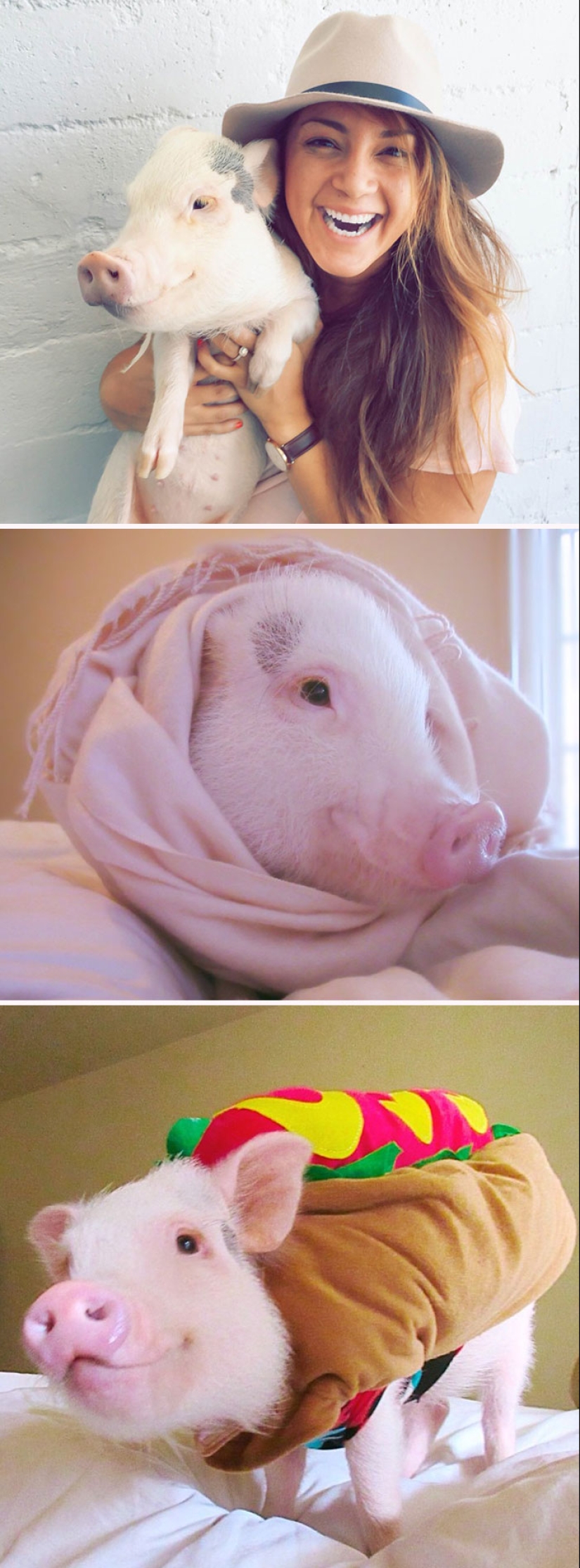 22 proofs that pigs can be incredibly cute too