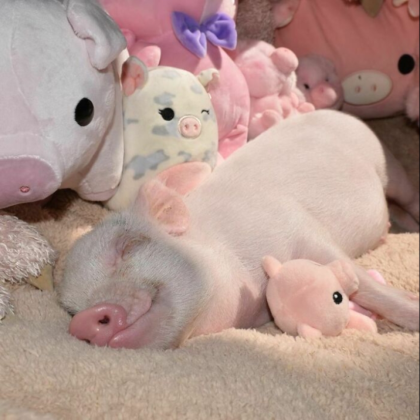 22 proofs that pigs can be incredibly cute too