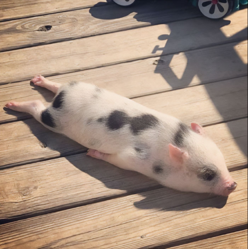 22 proofs that pigs can be incredibly cute too