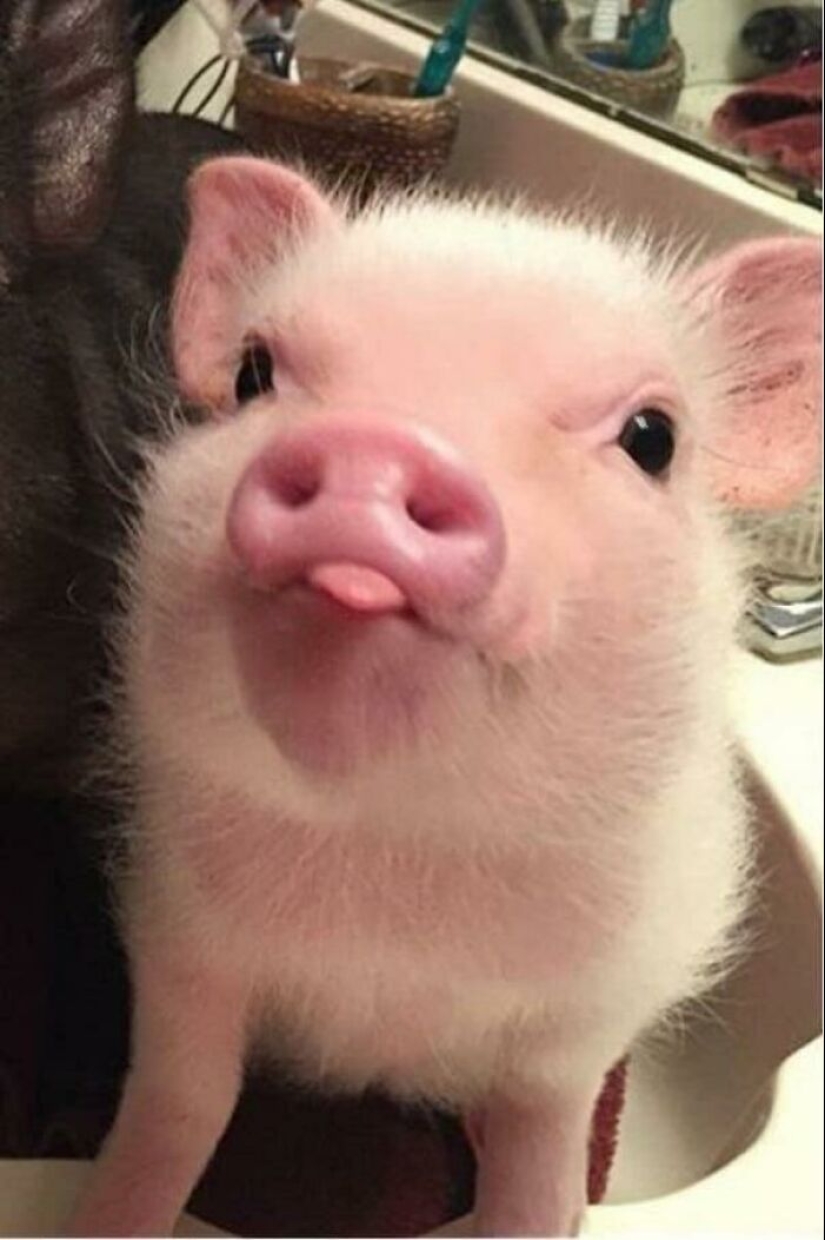 22 proofs that pigs can be incredibly cute too