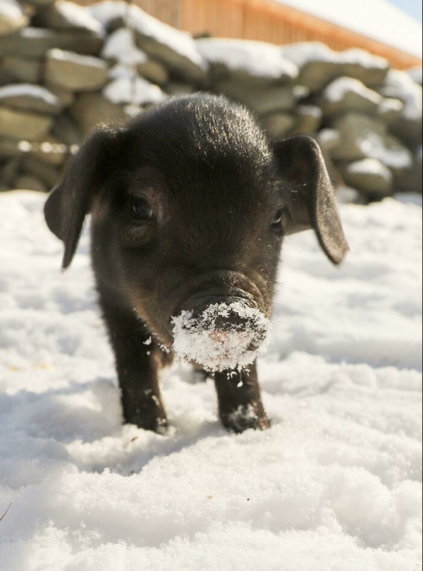 22 proofs that pigs can be incredibly cute too