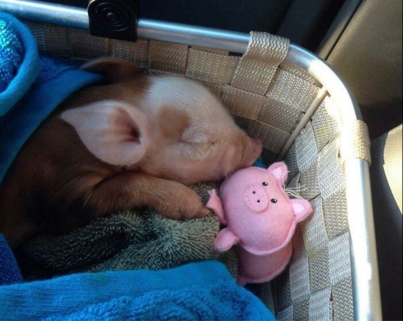 22 proofs that pigs can be incredibly cute too