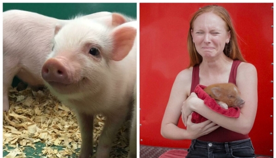 22 proofs that pigs can be incredibly cute too