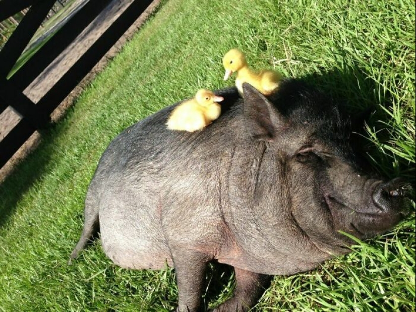 22 proofs that pigs can be incredibly cute too