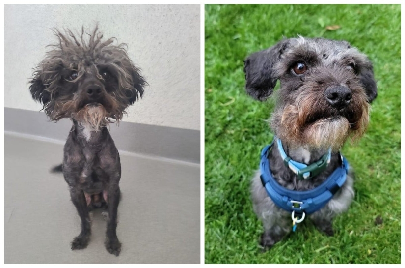 22 soul-warming photos of animals before and after they found their home