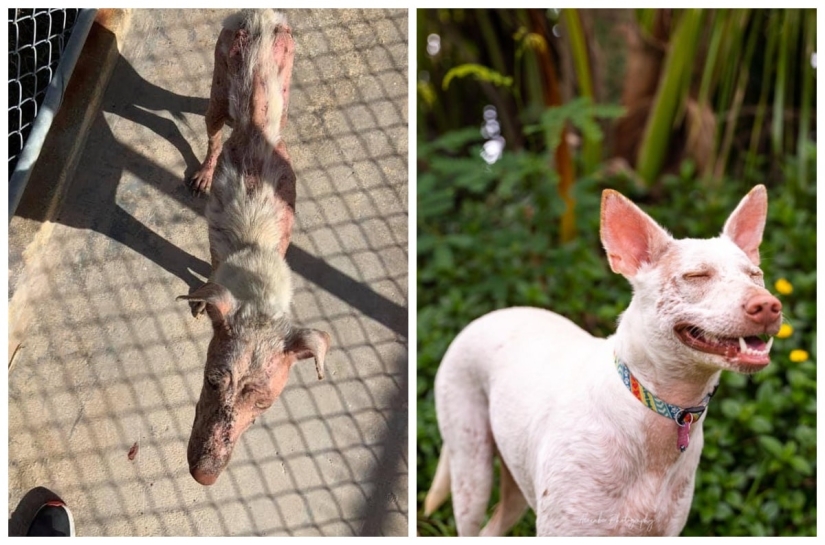 22 soul-warming photos of animals before and after they found their home