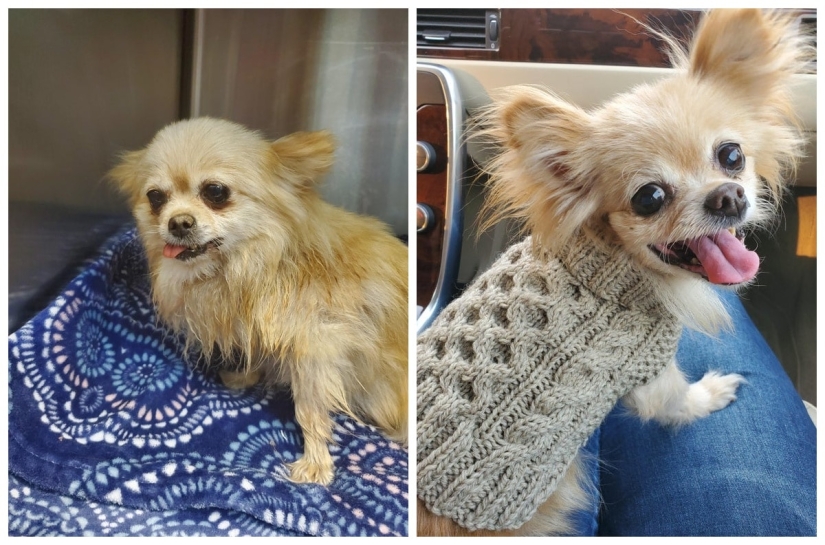 22 soul-warming photos of animals before and after they found their home