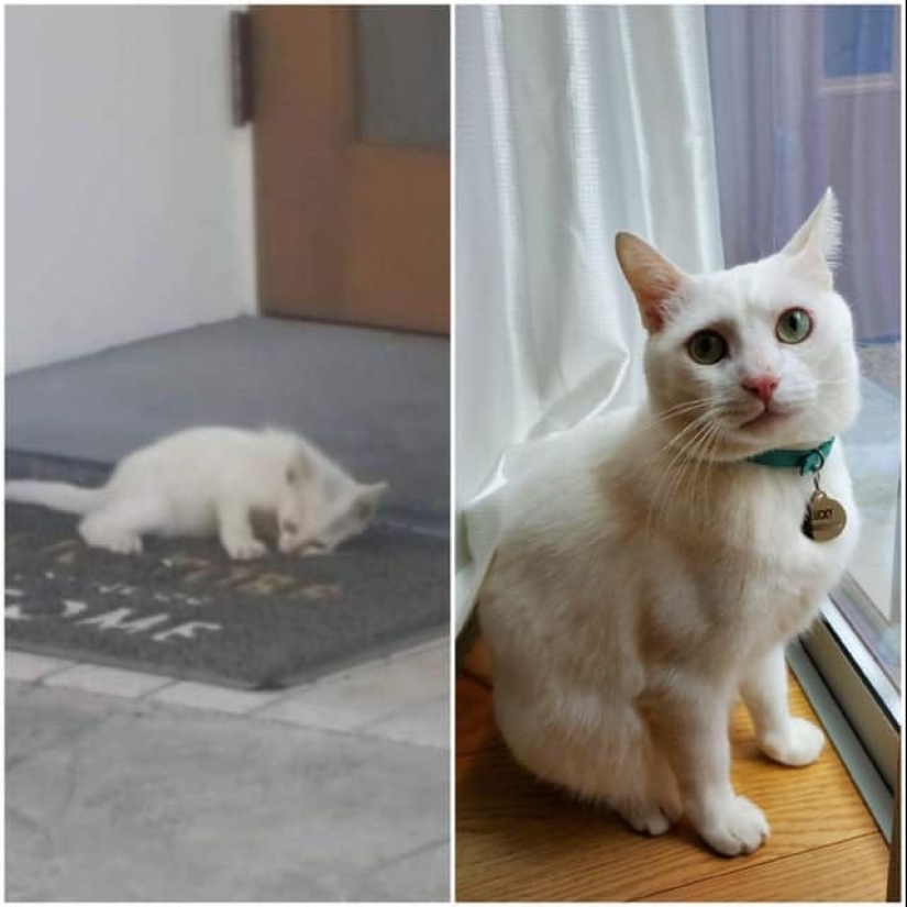 22 soul-warming photos of animals before and after they found their home