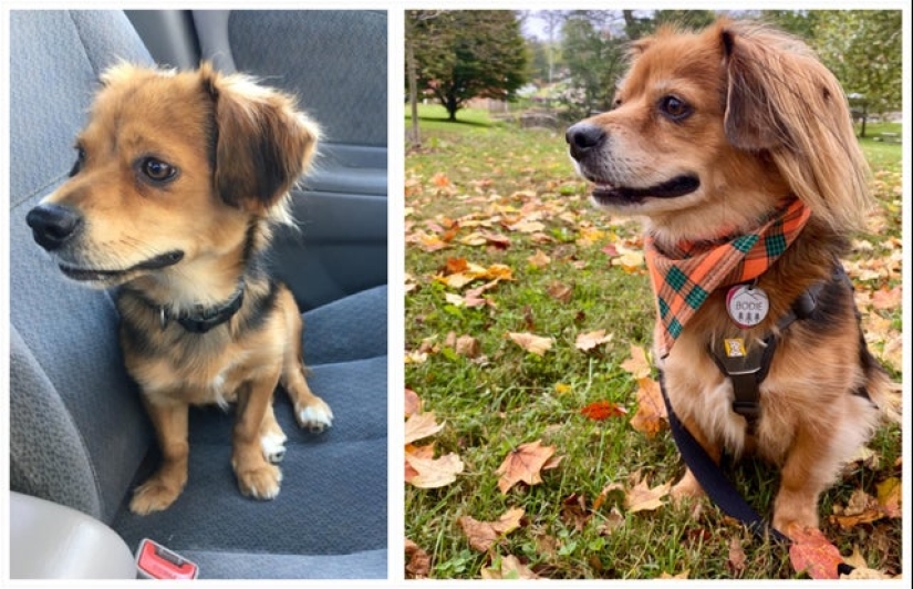 22 soul-warming photos of animals before and after they found their home