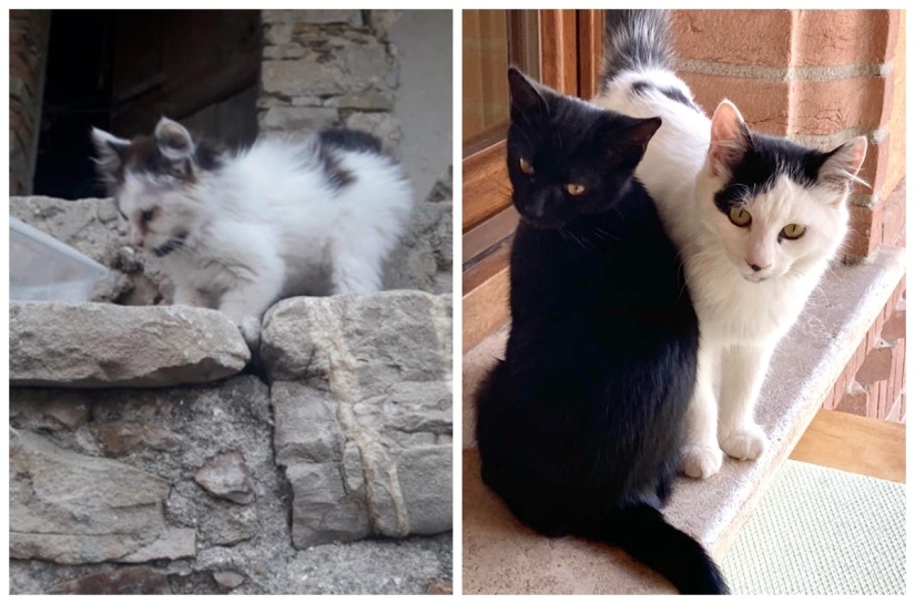 22 soul-warming photos of animals before and after they found their home