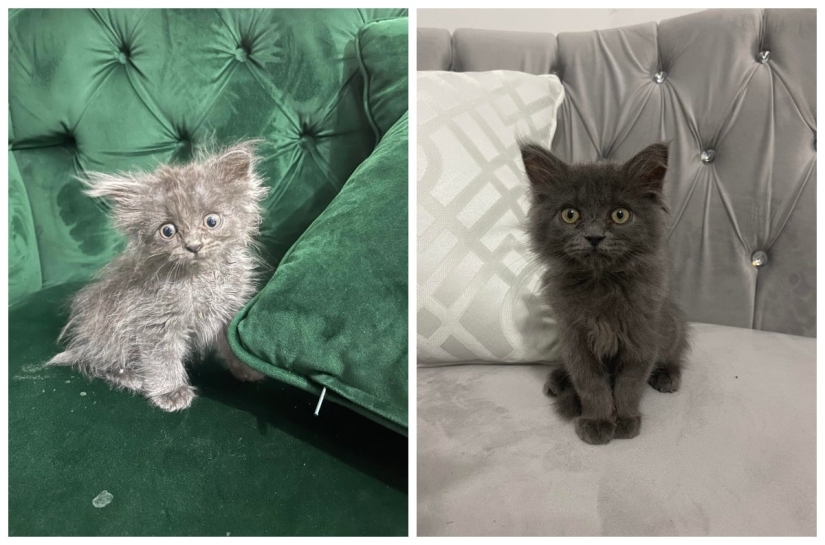 22 soul-warming photos of animals before and after they found their home