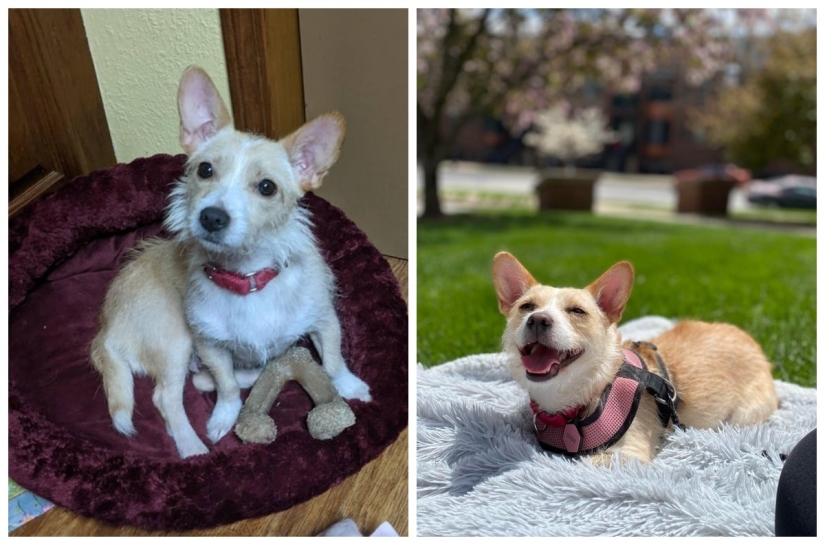 22 soul-warming photos of animals before and after they found their home