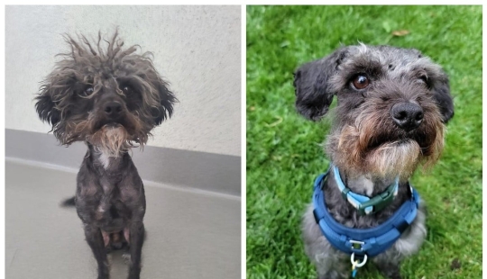 22 soul-warming photos of animals before and after they found their home