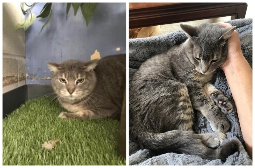 22 soul-warming photos of animals before and after they found their home