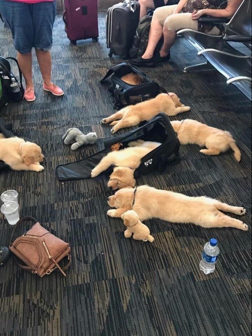 22 strange moments that you don't expect to see at the airport