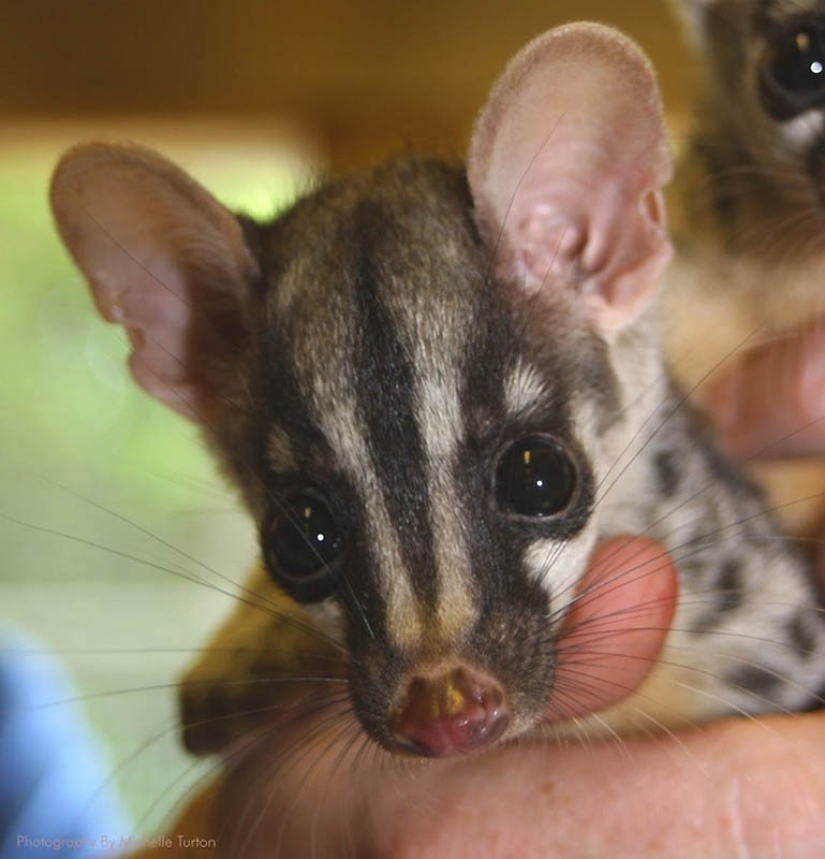 22 tipos de tocar animales exóticos para bebés