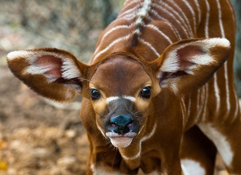 22 tipos de tocar animales exóticos para bebés