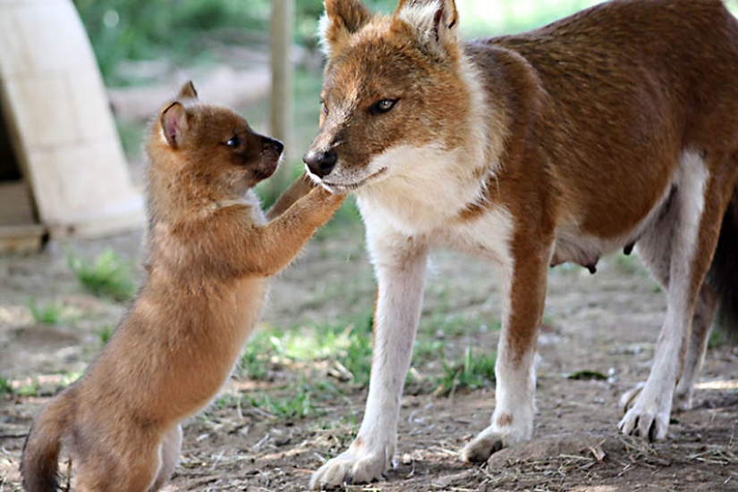 22 tipos de tocar animales exóticos para bebés