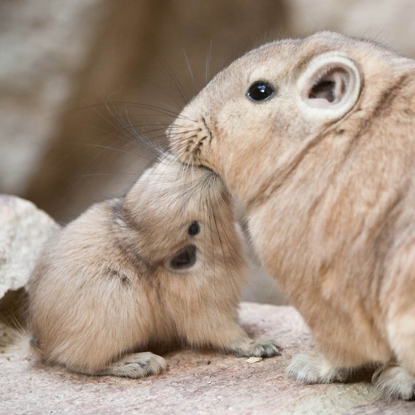 22 tipos de tocar animales exóticos para bebés