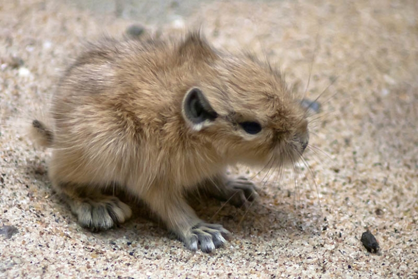 22 tipos de tocar animales exóticos para bebés