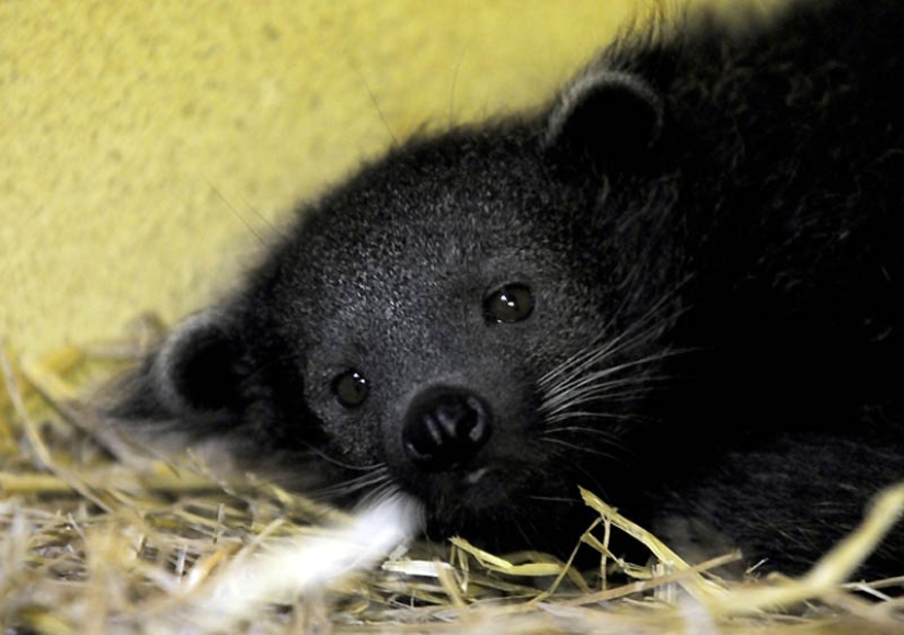 22 tipos de tocar animales exóticos para bebés