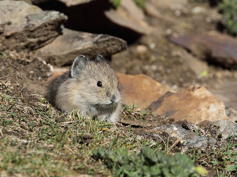 22 tipos de tocar animales exóticos para bebés