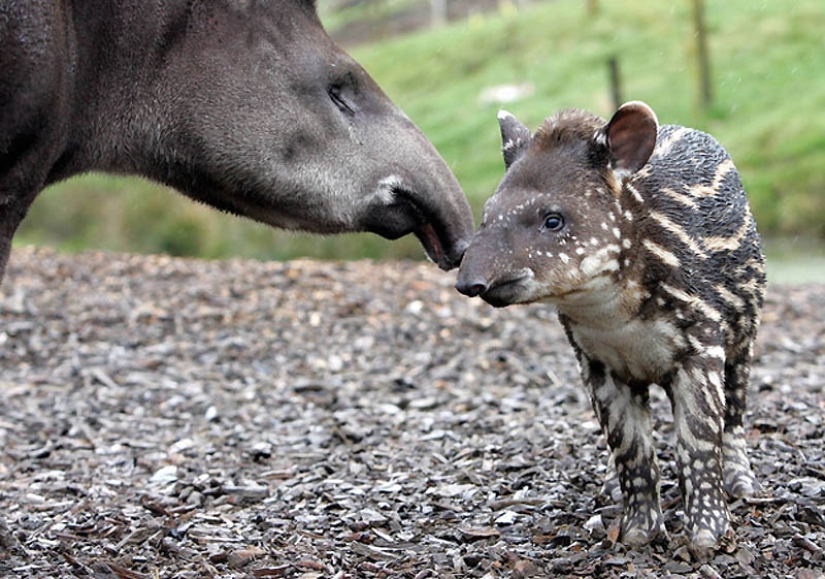 22 tipos de tocar animales exóticos para bebés