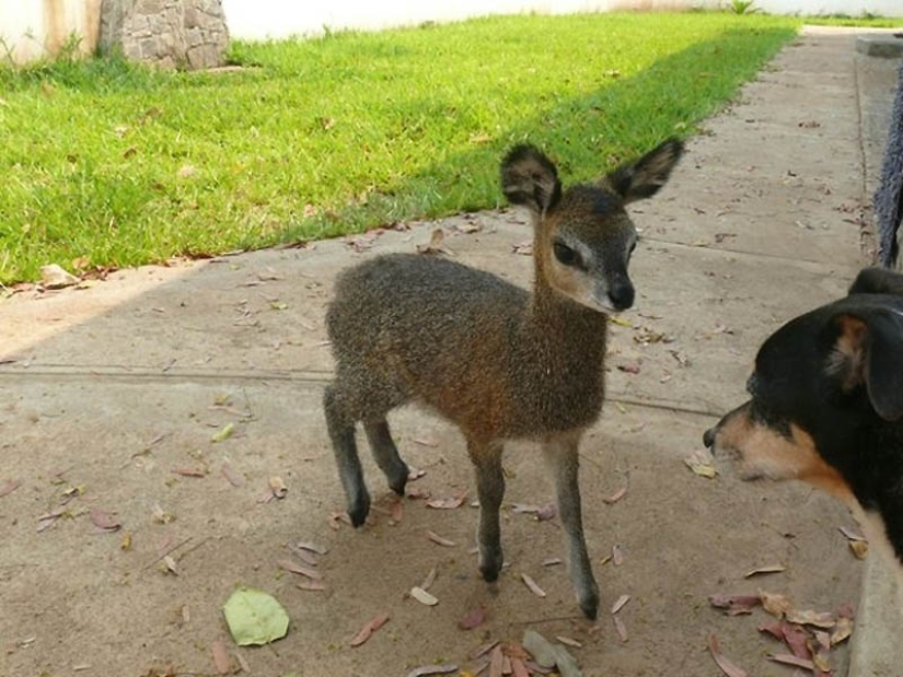 22 tipos de tocar animales exóticos para bebés