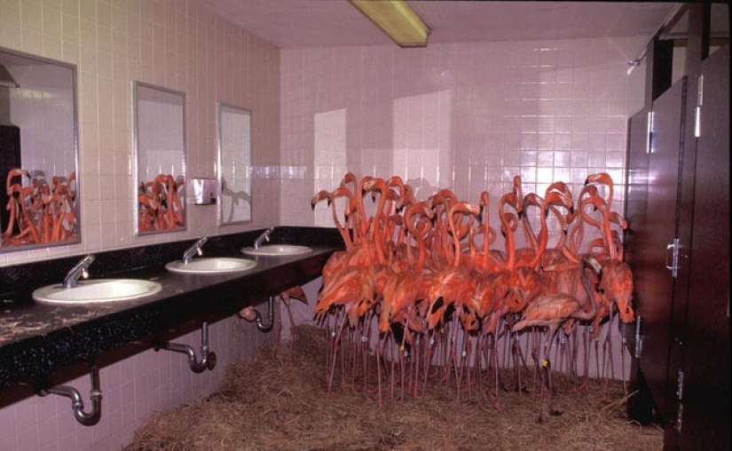 22 toilets where something strange happens