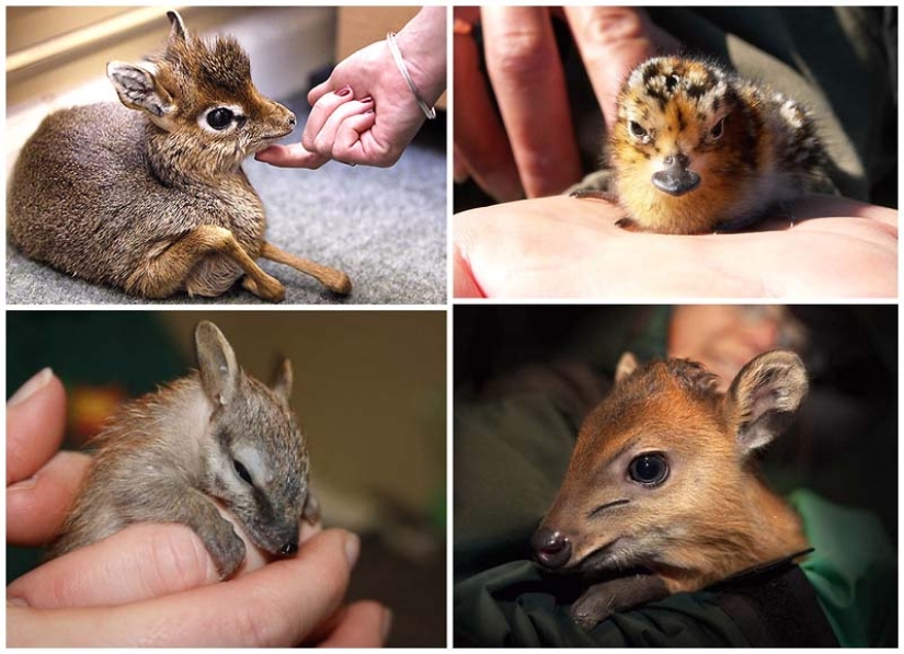 22 types of touching exotic baby animals