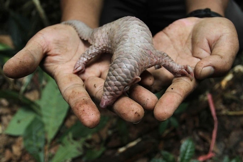 22 types of touching exotic baby animals