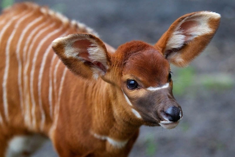 22 types of touching exotic baby animals