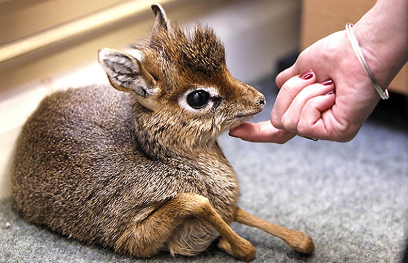 22 types of touching exotic baby animals