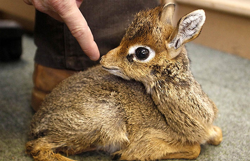 22 types of touching exotic baby animals