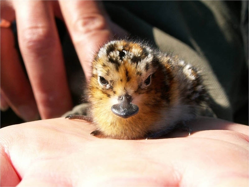 22 types of touching exotic baby animals