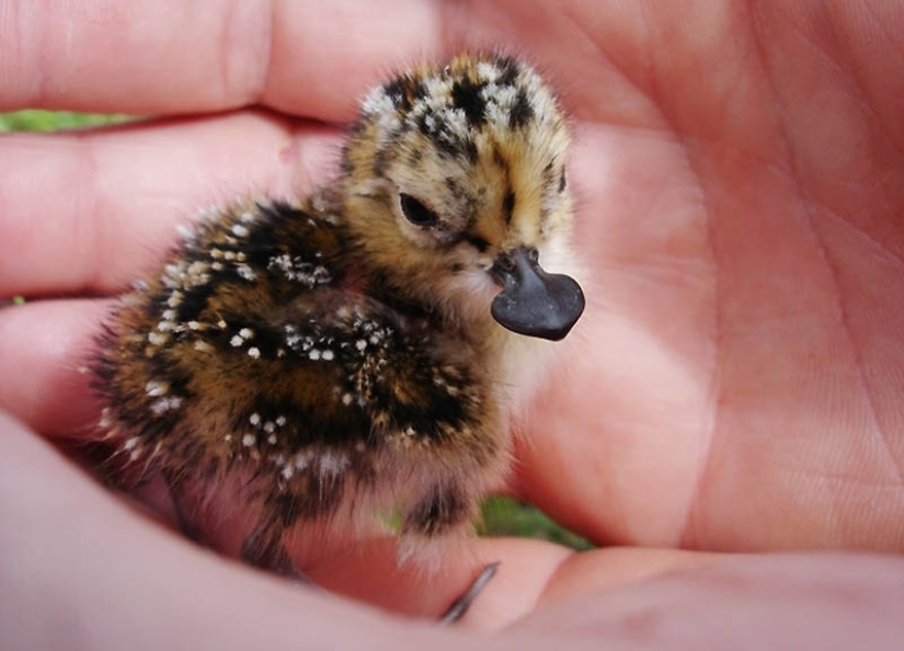 22 types of touching exotic baby animals